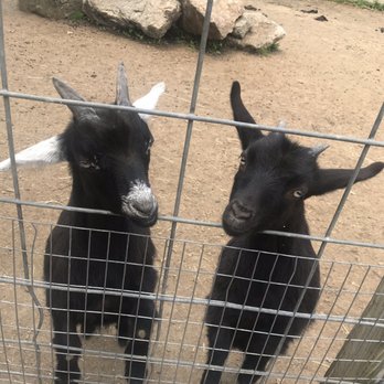 McCray's Farm - My two new friends - Attraction Farms Near Me - South Hadley, Massachusetts McCray's Farm - My two new friends - Attraction Farms Near Me - South Hadley, Massachusetts