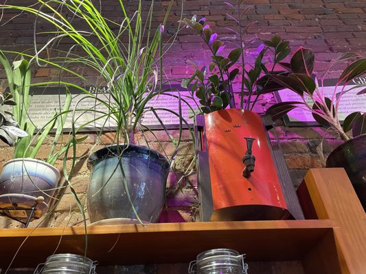 Mudhouse Coffee Springfield by null