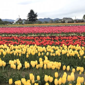 Skagit Valley Bulb Farm - Botanical Gardens Near Me - Mount Vernon, Washington Skagit Valley Bulb Farm - Botanical Gardens Near Me - Mount Vernon, Washington