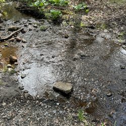 Massasoit State Park - Creek