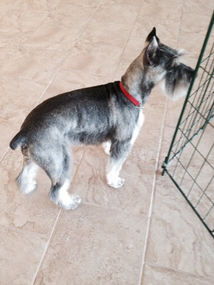 THE PAW SPA Updated August 2024 14 Photos 2109 N Alameda Blvd