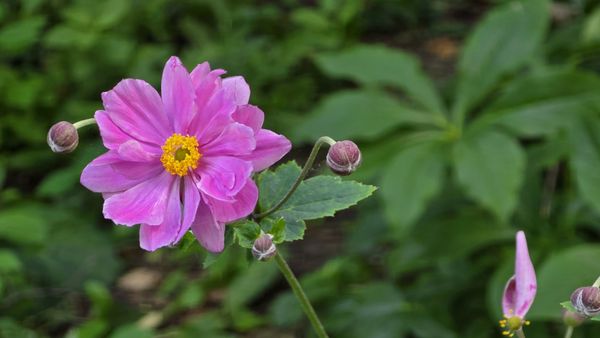 Cincinnati Zoo & Botanical Garden by null