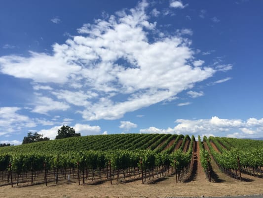 Williams Selyem Winery by null