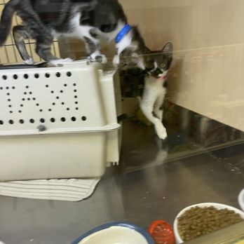 AAWL Adoption Center - Pet Adoption Near Me - Chandler, Arizona AAWL Adoption Center - Pet Adoption Near Me - Chandler, Arizona