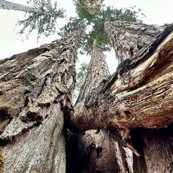 Calaveras Big Trees State Park - Parks Near Me - Arnold, California Calaveras Big Trees State Park - Parks Near Me - Arnold, California