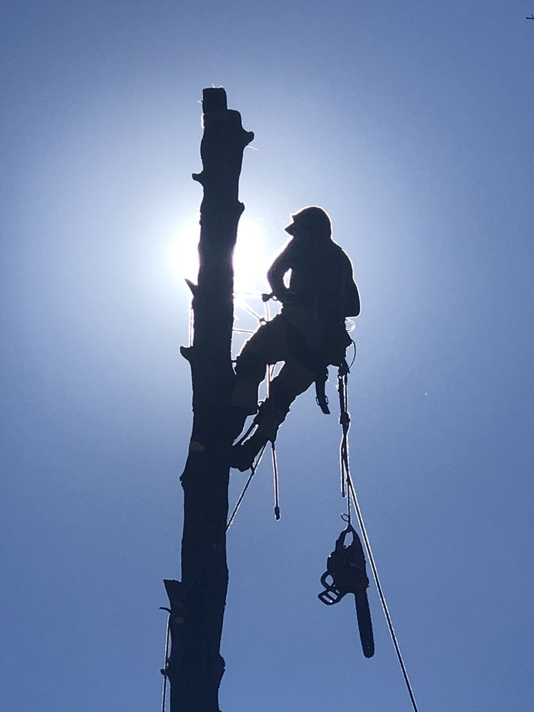 DISCOUNT TREE SERVICE Updated September 2024 340 Oak Leaf Cir
