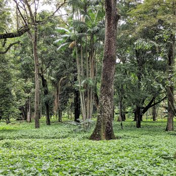 Jardim Botânico - Jardim Botânico 09/06/19 - Botanical Gardens Near Me - Rio de Janeiro, RJ
