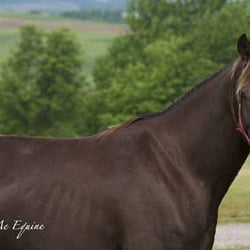 Raindancer Stables