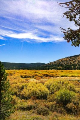 Mammoth Hot Springs by null