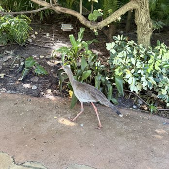 Discovery Cove - Aviary - Amusement Parks Near Me - Orlando, Florida