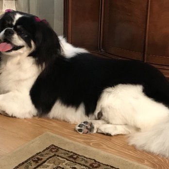 groomingdales mobile grooming