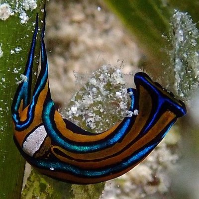 Culebra Divers by null