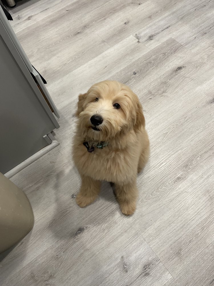 SUGARS GROOMING 142 Photos & 25 Reviews 1512 Jill Way, Fort Mohave