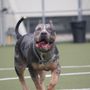 Nirvana Kennels