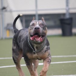 Nirvana Kennels