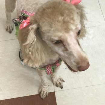PetSmart Dog Training - Pet Groomers Near Me - Houston, Texas PetSmart Dog Training - Pet Groomers Near Me - Houston, Texas
