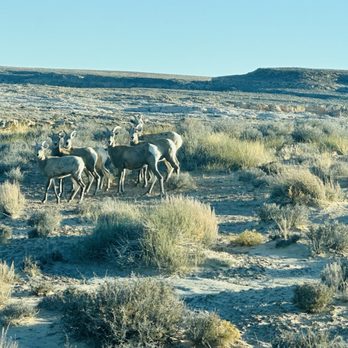 Lake Powell Scenic Tours - Wildlife - Tours Near Me Lake Powell Scenic Tours - Wildlife - Tours Near Me