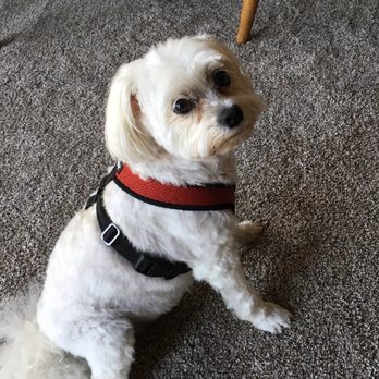 River Road Pet Grooming - Pet Groomers Near Me - Oakdale, California