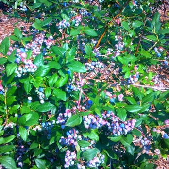 Rocky Point Farm - Pick Your Own Farms Near Me - Warwick, Rhode Island