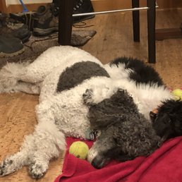 poodle spooning
