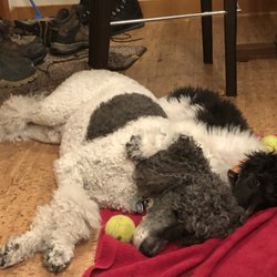 Atlantic Veterinary Hospital - poodle spooning