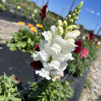 Ananda Farm - Attraction Farms Near Me - Terra Ceia, Florida