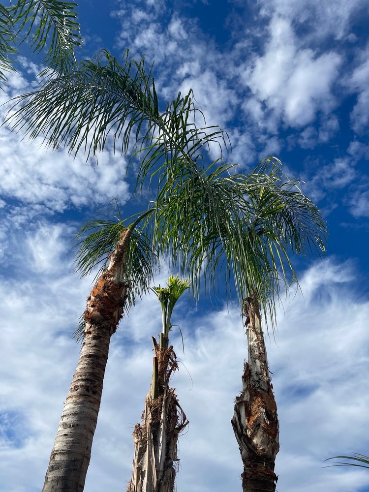 Aztreeguys - tree service in Gilbert, AZ