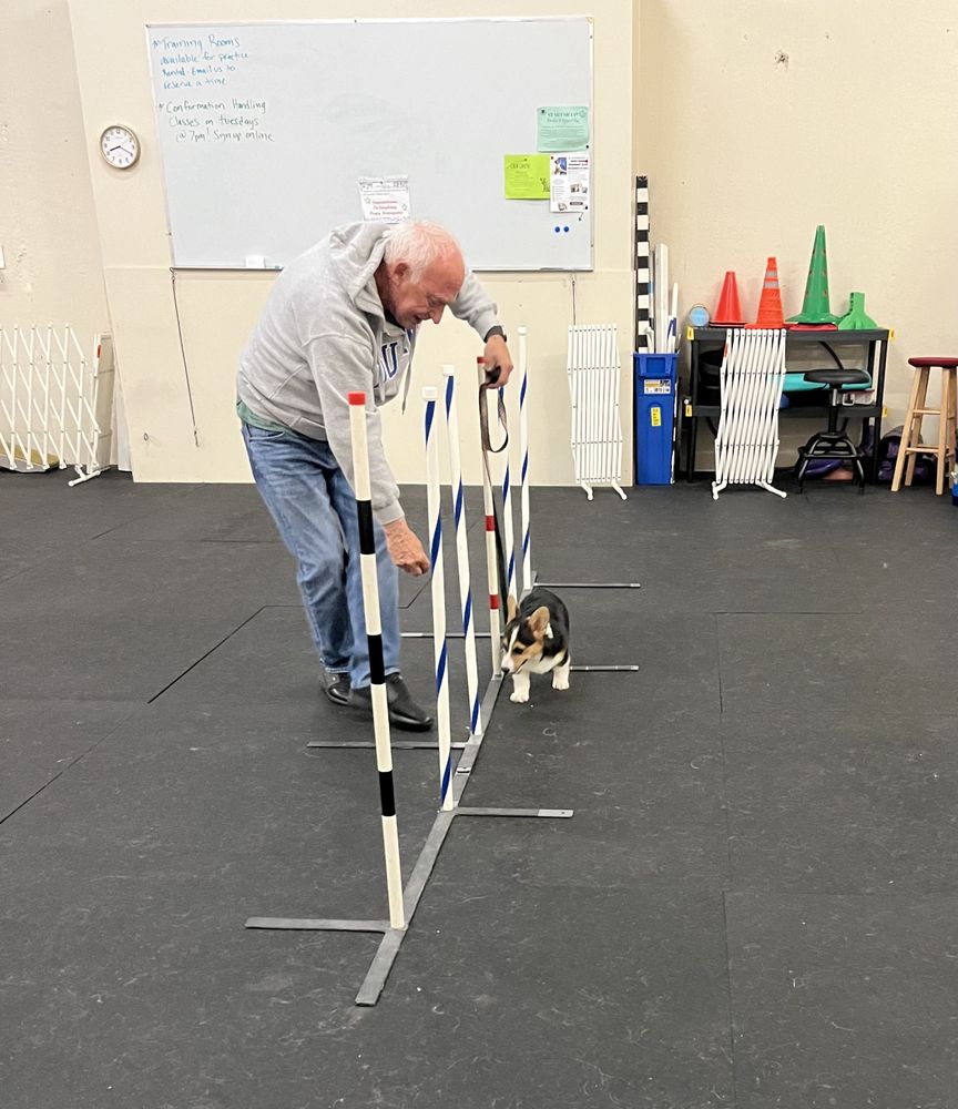 Gold Star Dog School & Daycare - pet boarding facility in Auburn, WA