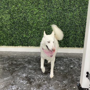 Quick Paw Wash - Pet Groomers Near Me - Herndon, Virginia