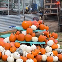 Pecan Bottom Poultry Farm & Supply - Buy a chicken get a free pumpkin while supplies last!!!