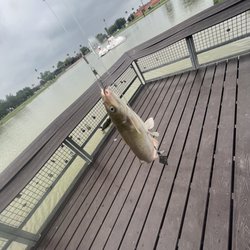 Town Lake at Firemen's Park - Fish