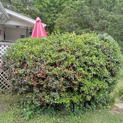 Limitless Lawn Care