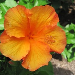 Schedel Arboretum & Gardens