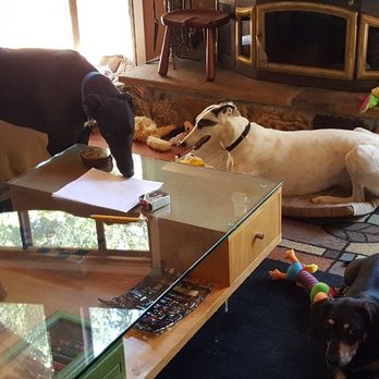 A & R Cleaning Service - Have pets? No worries, we'll work around them. - Home Cleaning Near Me A & R Cleaning Service - Have pets? No worries, we'll work around them. - Home Cleaning Near Me