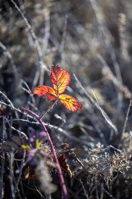 Point Lobos State Natural Reserve by null