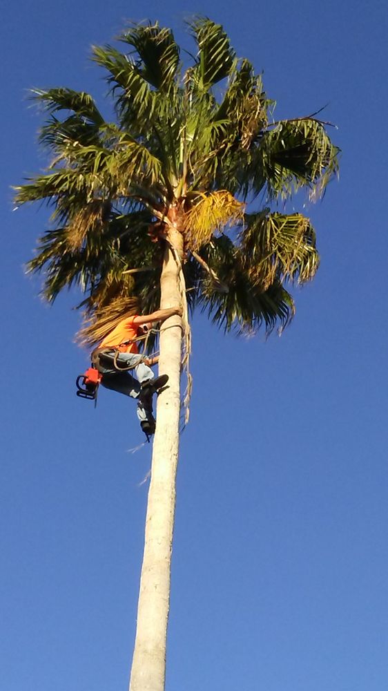 Slide of Tree Barber