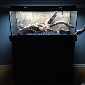 Southern Aquatics Local Fish Store - The gorgeous drift wood I bought on my first visit to Southern Aquatics. I'm in love. - Aquarium Services Near Me - Roswell, Georgia Southern Aquatics Local Fish Store - The gorgeous drift wood I bought on my first visit to Southern Aquatics. I'm in love. - Aquarium Services Near Me - Roswell, Georgia