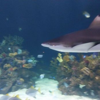 Vancouver Aquarium - Black Tip Reef shark - Aquariums Near Me - Vancouver, British Columbia Vancouver Aquarium - Black Tip Reef shark - Aquariums Near Me - Vancouver, British Columbia