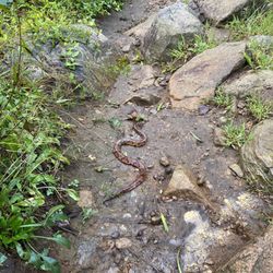 Copperhead on the trail at Pyramid