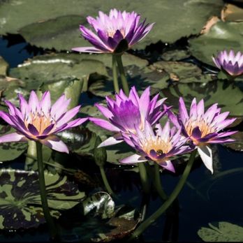 International Waterlily Collection - Botanical Gardens Near Me - San Angelo, Texas International Waterlily Collection - Botanical Gardens Near Me - San Angelo, Texas