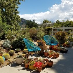 Camarillo hospice - Just a hint of what's to come in the backyard.