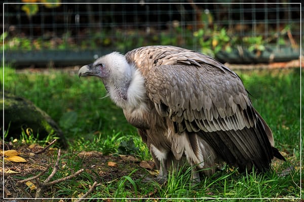Parc zoologique de Paris by null