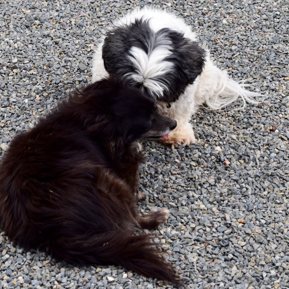 Trevista Vineyards - winery dogs! - Wine Tasting Room Near Me - Ensenada, BCN