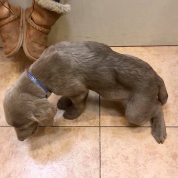 Pet Fair - Pet Stores Near Me - Spring, Texas