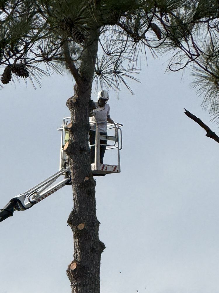 Jeff's Tree Service - tree service in Memphis, TN