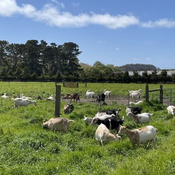Harley Farms - Adult Goats - Cheese Shops Near Me - Pescadero, California Harley Farms - Adult Goats - Cheese Shops Near Me - Pescadero, California