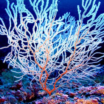 Micronesian Divers Association 25 Photos 24 Reviews Scuba Diving 856 N Marine Dr Piti Guam Phone Number