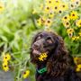 Photo of Solaris K9