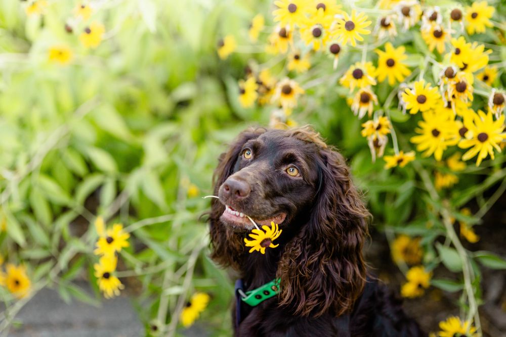 Solaris K9 - pet boarding facility in Indianapolis, IN