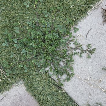 Big Bully Turf - Multiple types of weeds growing around the pavers - Artificial Turf Near Me - San Diego, California Big Bully Turf - Multiple types of weeds growing around the pavers - Artificial Turf Near Me - San Diego, California